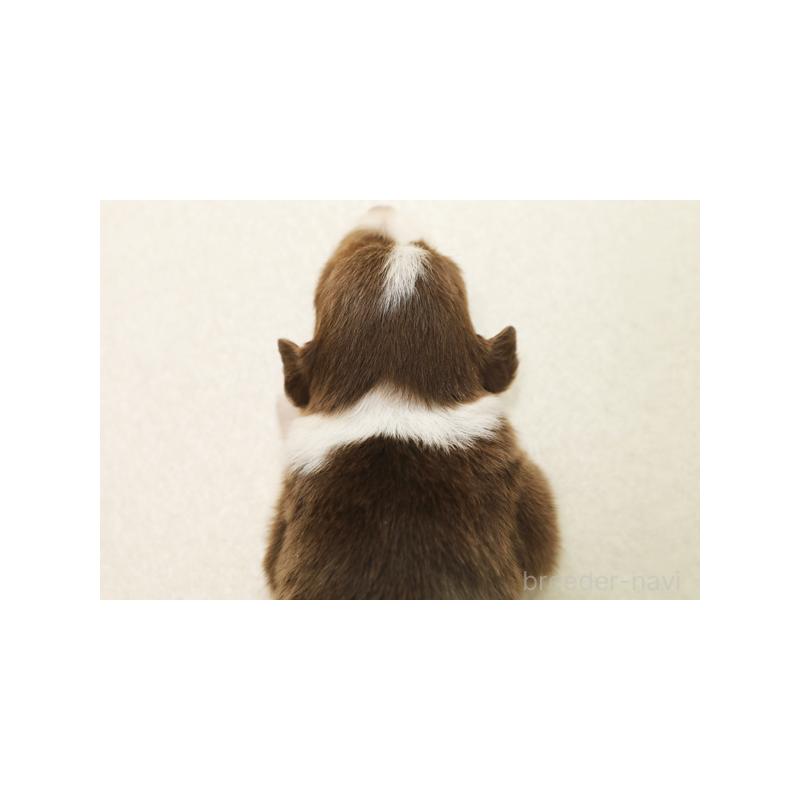 販売中の神奈川県のボーダーコリー-412922の2枚目